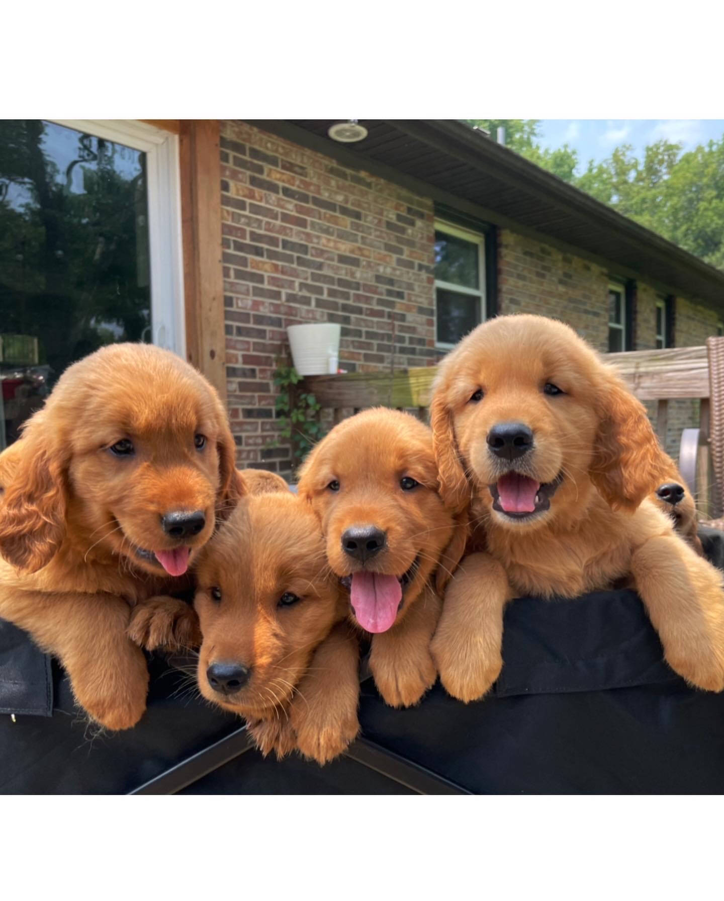 Home Green Creek Goldens